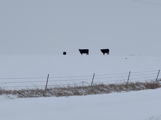 2020/11(November)/Hunting-South-Dakota/640x480_2020-11-10-SD-Hunting-14-snow-cows.JPG