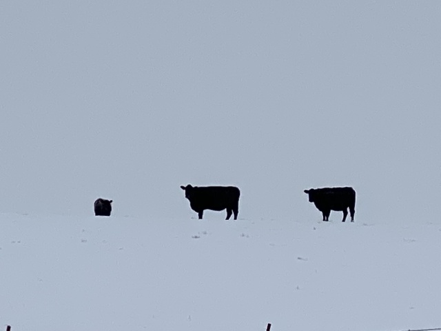 2020/11(November)/Hunting-South-Dakota/640x480_2020-11-10-SD-Hunting-15-snow-cows-floating.JPG