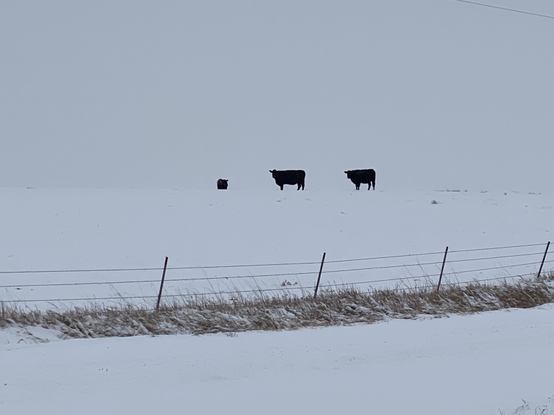 2020/11(November)/Hunting-South-Dakota/800x600_2020-11-10-SD-Hunting-14-snow-cows.JPG