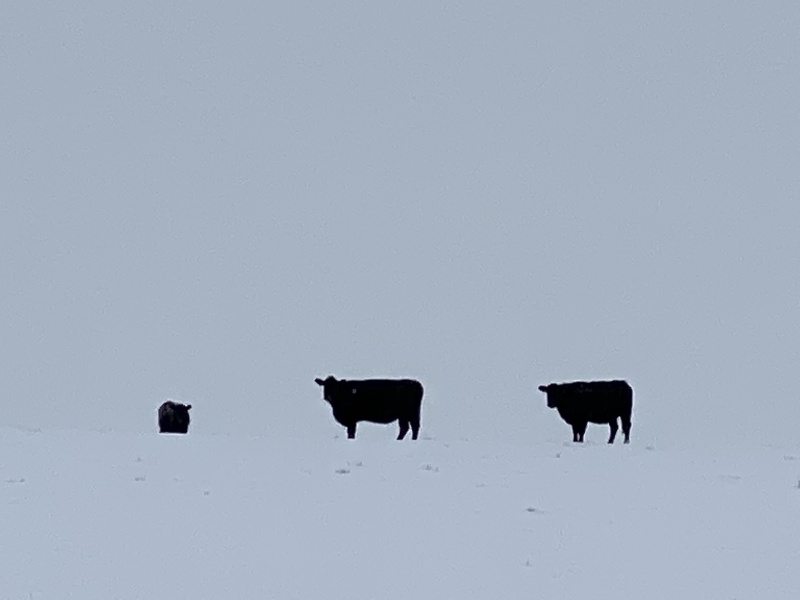 2020/11(November)/Hunting-South-Dakota/800x600_2020-11-10-SD-Hunting-16-snow-cows-floating.JPG