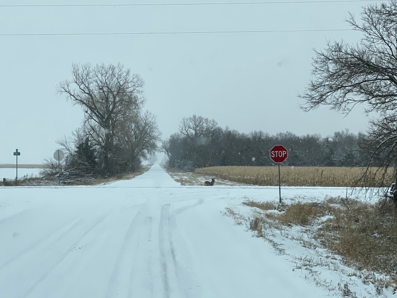 2020/11(November)/Hunting-South-Dakota/800x600_2020-11-10-SD-Hunting-17-snow-deer.JPG