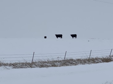 2020-11-10-SD-Hunting-14-snow-cows.JPG