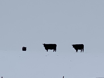 2020-11-10-SD-Hunting-15-snow-cows-floating.JPG