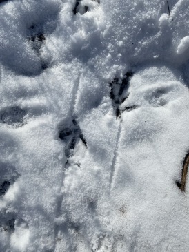 2020-11-11-SD-Hunting-03-pheasant-track.JPG