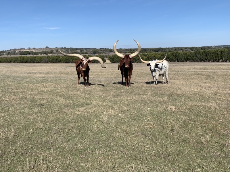 2020-02-21-Pheasant-Tower-Shoot-27-Longhorns-GOOD.JPG