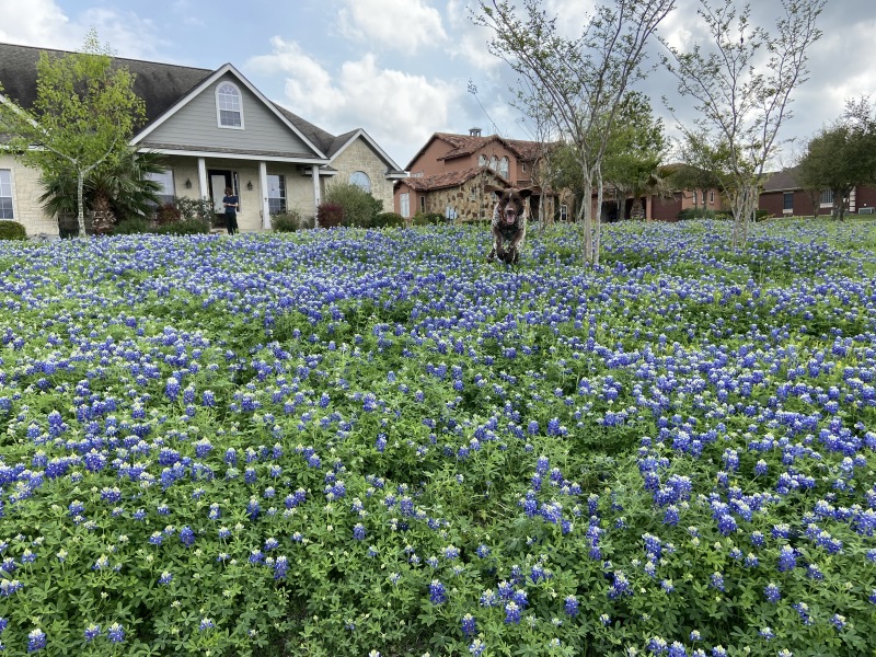 2020-03-18-Bluebonnets-1-Blaze-GOOD.JPG