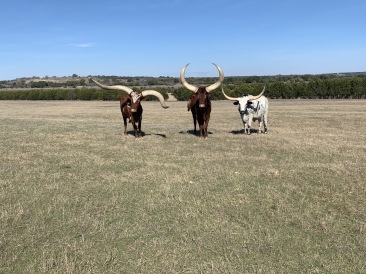 2020-02-21-Pheasant-Tower-Shoot-27-Longhorns-GOOD.JPG