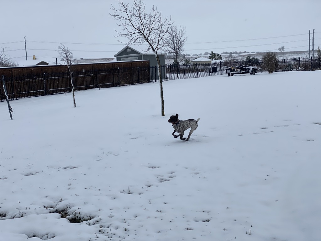 2021-01-10-Hutto-Snow-Brushy-Creek-30-Blaze.JPG