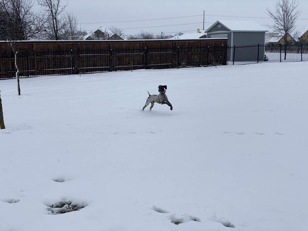 2021-01-10-Hutto-Snow-Brushy-Creek-36-Blaze.JPG