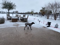 2021/01(January)/Snow-Storm-1-Hutto/2021-01-10-Hutto-Snow-Brushy-Creek-23-Blaze.JPG