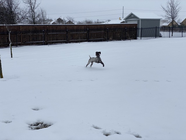 2021-01-10-Hutto-Snow-Brushy-Creek-36-Blaze.JPG