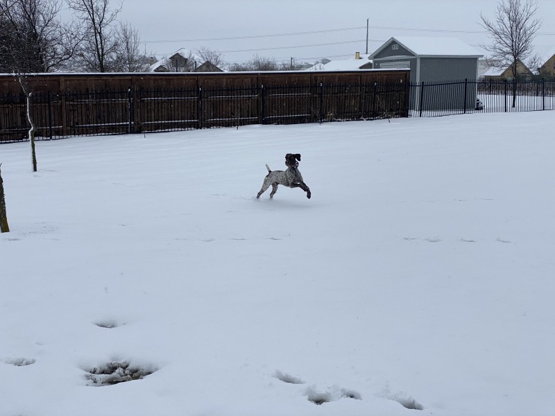 2021-01-10-Hutto-Snow-Brushy-Creek-36-Blaze.JPG