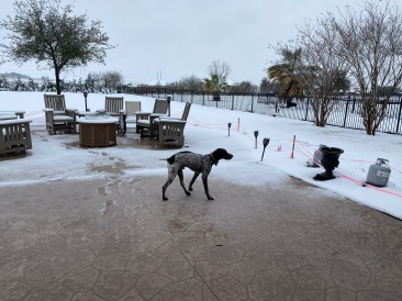 2021-01-10-Hutto-Snow-Brushy-Creek-23-Blaze.JPG