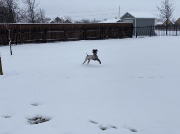 2021-01-10-Hutto-Snow-Brushy-Creek-36-Blaze.JPG