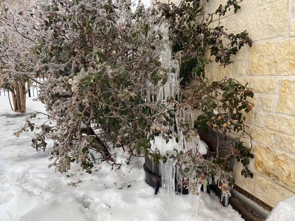 2021-02-17-Texas-Ice-Storm-02-frozen-rose-bush-It-died.JPG