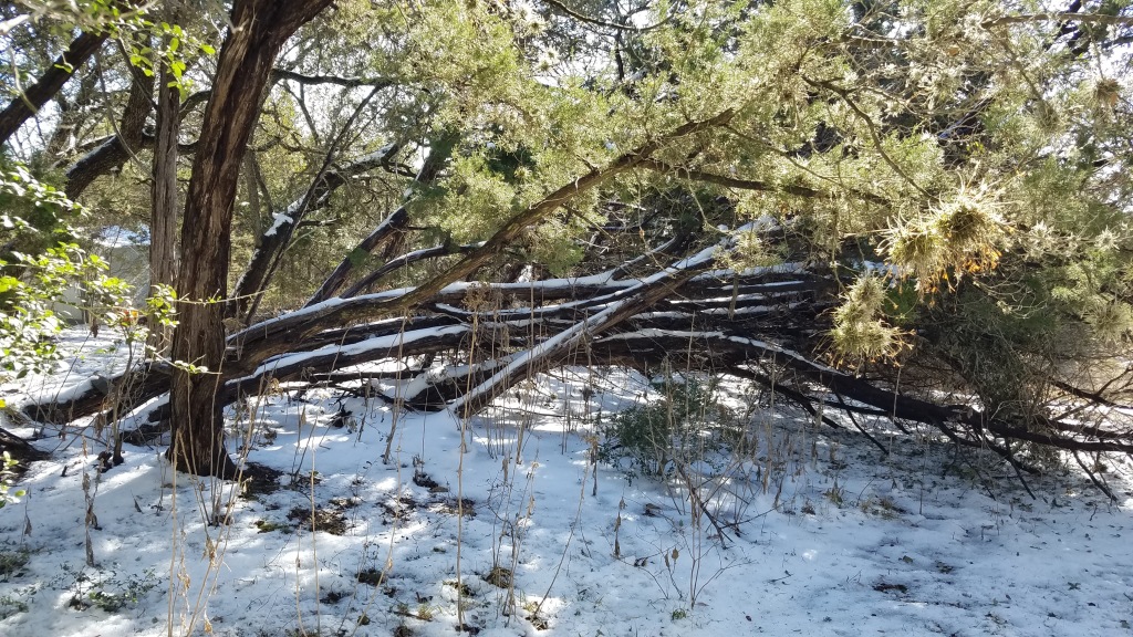 2021-02-27--Texas-Ice-Storm-4-Travis-Cutting-wood-with-Chainsaw.JPG