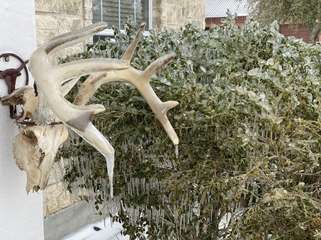 2021-02-18-Texas-Ice-Storm-05-frozen-antlers.JPG