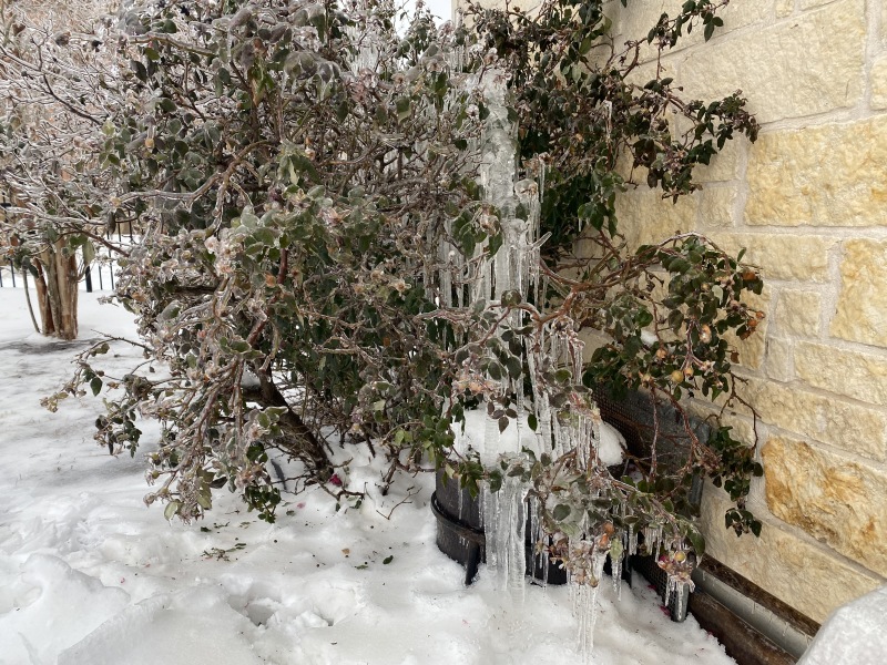 2021-02-17-Texas-Ice-Storm-02-frozen-rose-bush-It-died.JPG