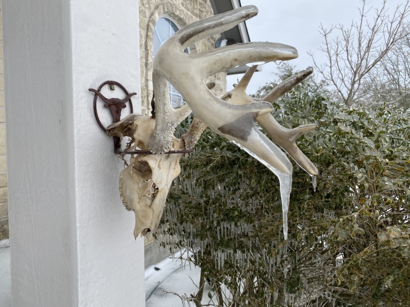 2021-02-18-Texas-Ice-Storm-02-frozen-antlers.JPG