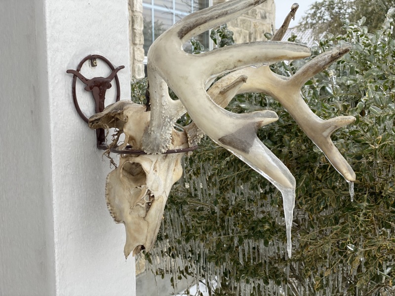 2021-02-18-Texas-Ice-Storm-03-frozen-antlers.JPG