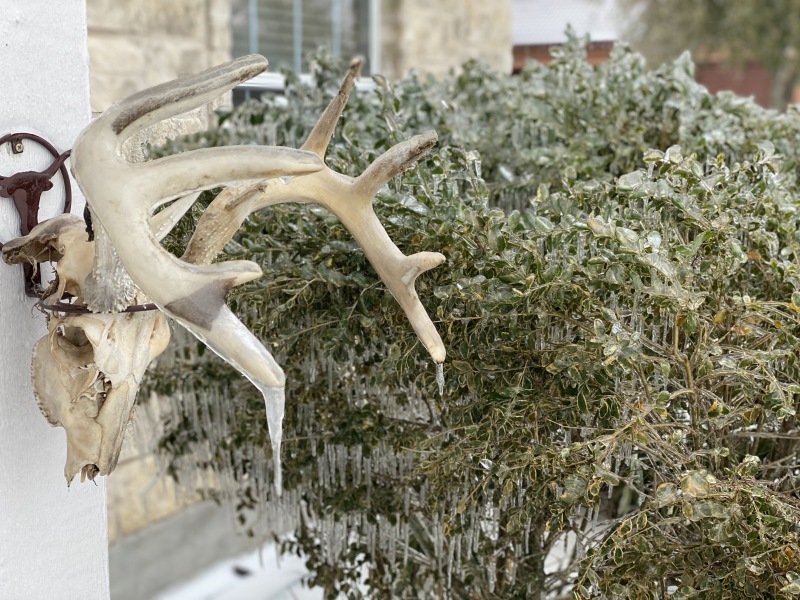 2021-02-18-Texas-Ice-Storm-06-frozen-antlers.JPG