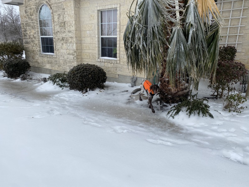 2021/02(February)/Snow-Storm-2-Texas/800x600_2021-02-18-Texas-Ice-Storm-11-Blaze-Frozen-Palm-Tree.JPG