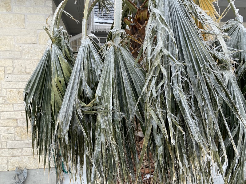 2021/02(February)/Snow-Storm-2-Texas/800x600_2021-02-18-Texas-Ice-Storm-13.JPG