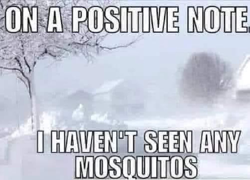 2021/02(February)/Snow-Storm-2-Texas/800x600_2021-02-27-Meme-06-mosquitos.JPG
