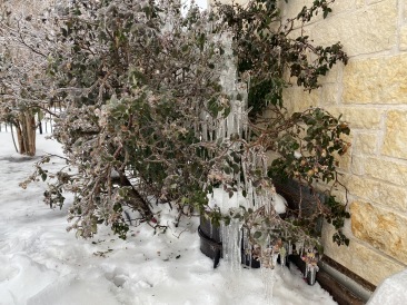 2021-02-17-Texas-Ice-Storm-02-frozen-rose-bush-It-died.JPG