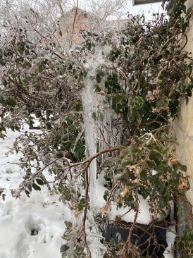 2021-02-17-Texas-Ice-Storm-04.JPG