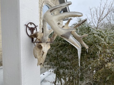 2021-02-18-Texas-Ice-Storm-02-frozen-antlers.JPG