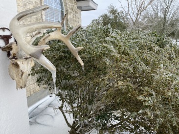 2021-02-18-Texas-Ice-Storm-07-frozen-antlers.JPG