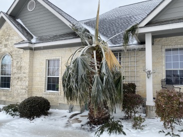 2021-02-18-Texas-Ice-Storm-10-frozen-palm-tree.JPG