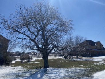2021-02-19-Texas-Ice-Storm-06.JPG