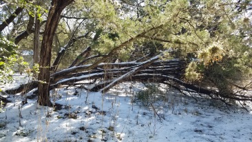 2021-02-27--Texas-Ice-Storm-4-Travis-Cutting-wood-with-Chainsaw.JPG