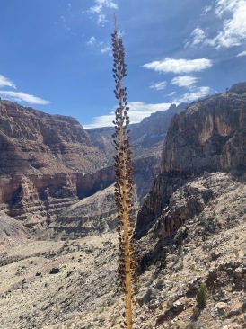 2021-03-15-Grand-Canyon-46.JPG