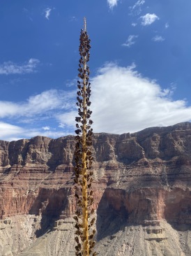 2021-03-15-Grand-Canyon-47.JPG