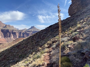 2021-03-18-Grand-Canyon-12-Landscape.JPG