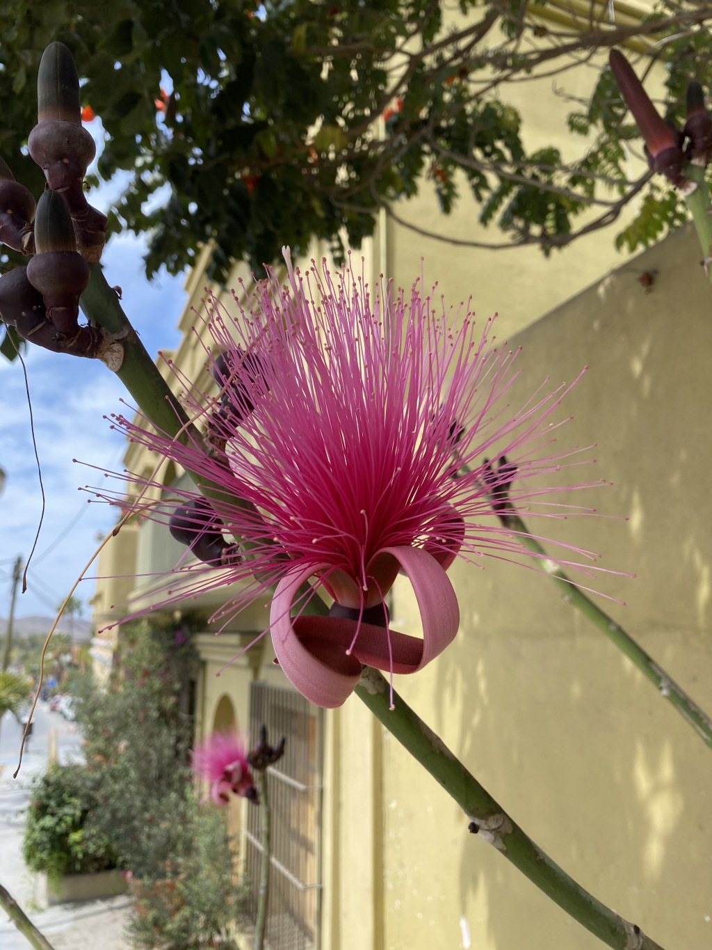 2021-04-11-Los-Cabos-Cubos-MX-13-pink-flower.JPG
