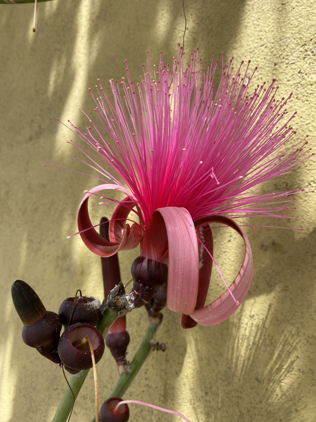 2021-04-11-Los-Cabos-Cubos-MX-15-pink-flower.JPG