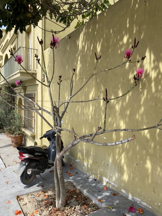 2021-04-11-Los-Cabos-Cubos-MX-14-pink-flower-tree.JPG