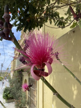 2021-04-11-Los-Cabos-Cubos-MX-13-pink-flower.JPG