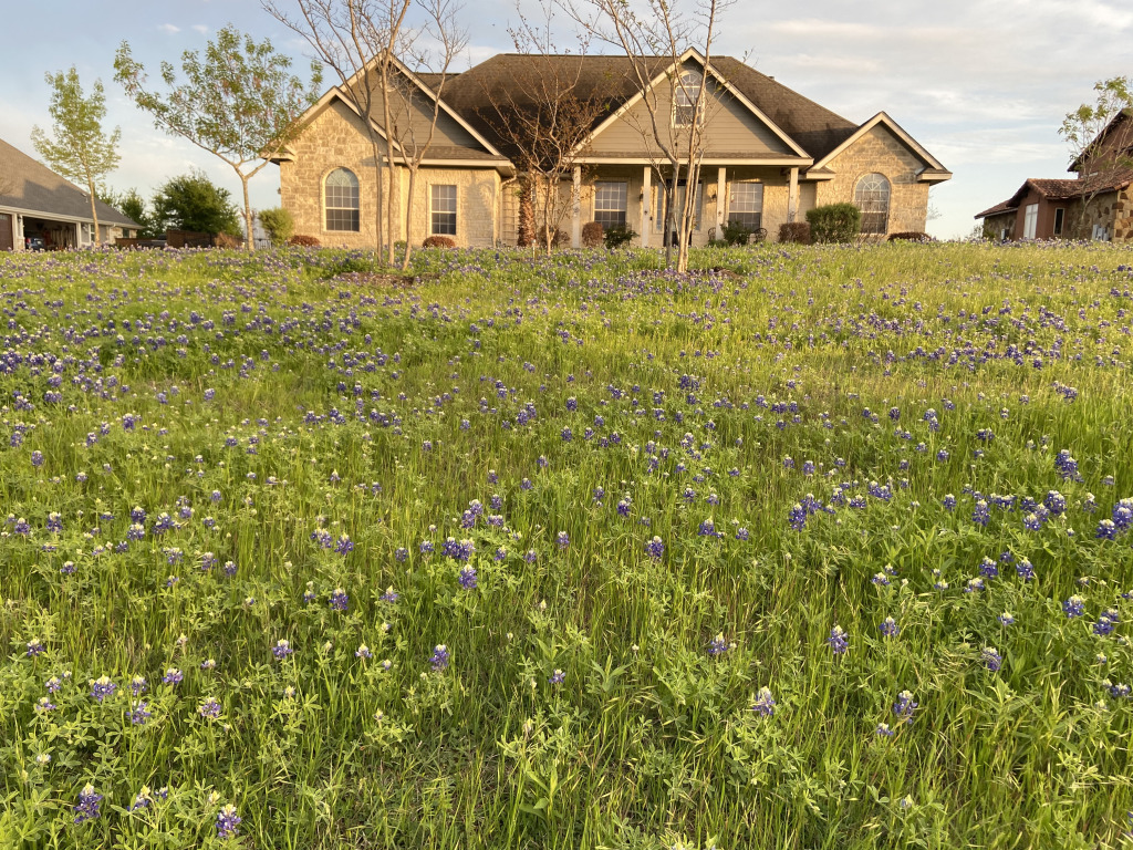 2021/04(April)/Misc/1024x768_2021-04-04-bluebonnets.jpg