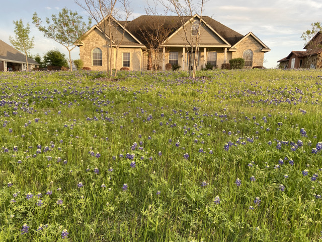 2021/04(April)/Misc/640x480_2021-04-04-bluebonnets.jpg