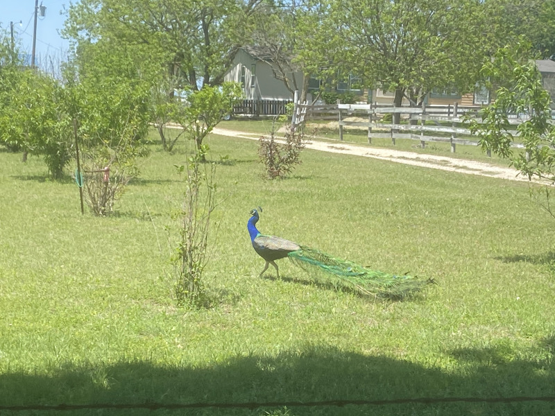 2021/04(April)/Misc/800x600_2021-04-25-Peacock.jpg