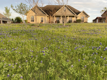2021-04-04-bluebonnets.jpg
