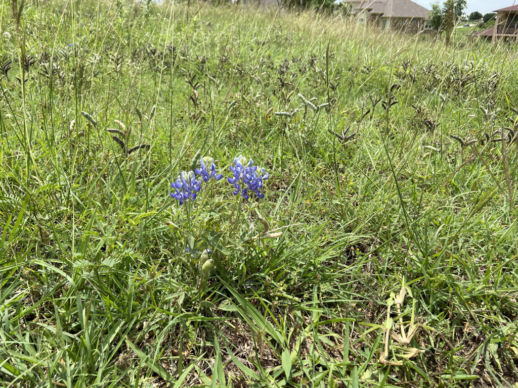 2021-05-24-bluebonnet.jpg