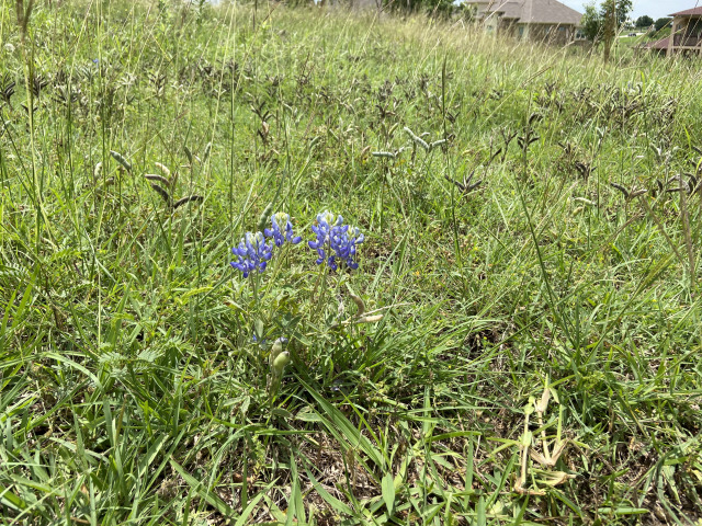 2021-05-24-bluebonnet.jpg