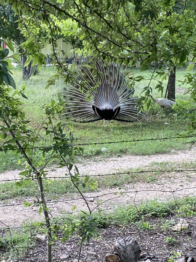 2021-05-25-Peacock-2.jpg
