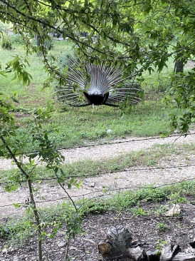 2021-05-25-Peacock.jpg